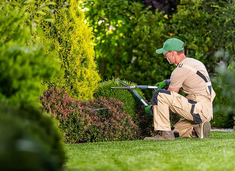 Mann kniet auf Rasen und schneidet mit Heckenschere
